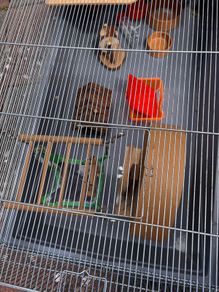 Hamster