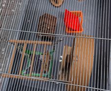 Hamster