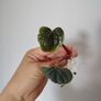Anthurium Luxurians Image 2
