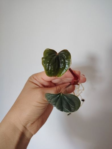 Anthurium Luxurians