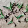 Houseplant- Gasteria Image 4