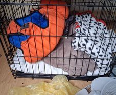 small dog cage