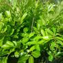 Instant Laurel Hedge Image 3