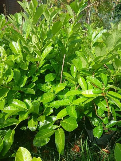 Instant Laurel Hedge