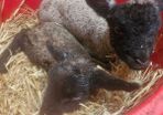 pet lambs