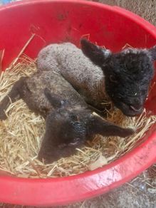 pet lambs