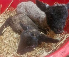 pet lambs