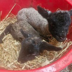 pet lambs