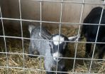 Pygmy goat