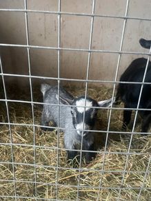 Pygmy goat