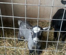 Pygmy goat