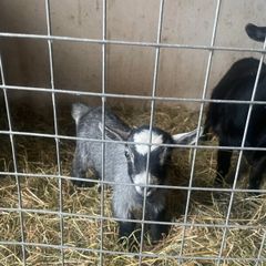 Pygmy goat