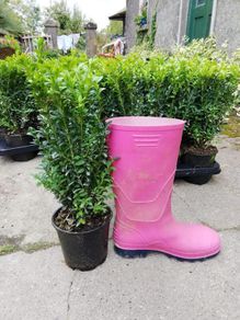 Box Hedging