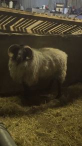 Sis Blackface mountain aged ram