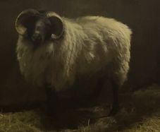 Sis Blackface mountain aged ram