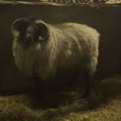 Sis Blackface mountain aged ram