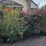 Instant Screen! 7ft bushy plants Image 7
