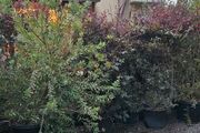 Instant Screen! 7ft bushy plants