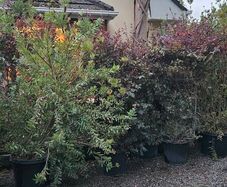 Instant Screen! 7ft bushy plants