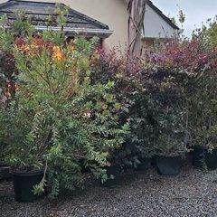 Instant Screen! 7ft bushy plants