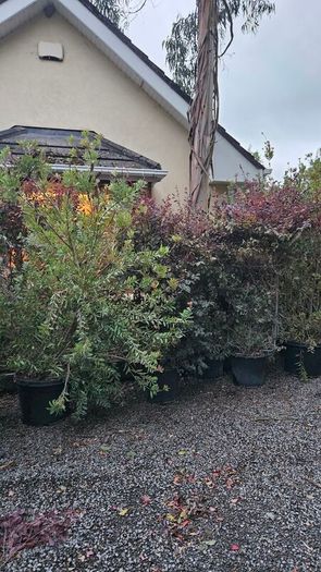 Instant Screen! 7ft bushy plants