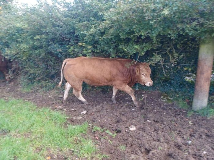 Limousin bull
