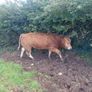 Limousin bull Image 3