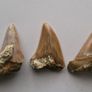 Set of 3 Fossil Shark Teeth in Natural Matrix Image 2