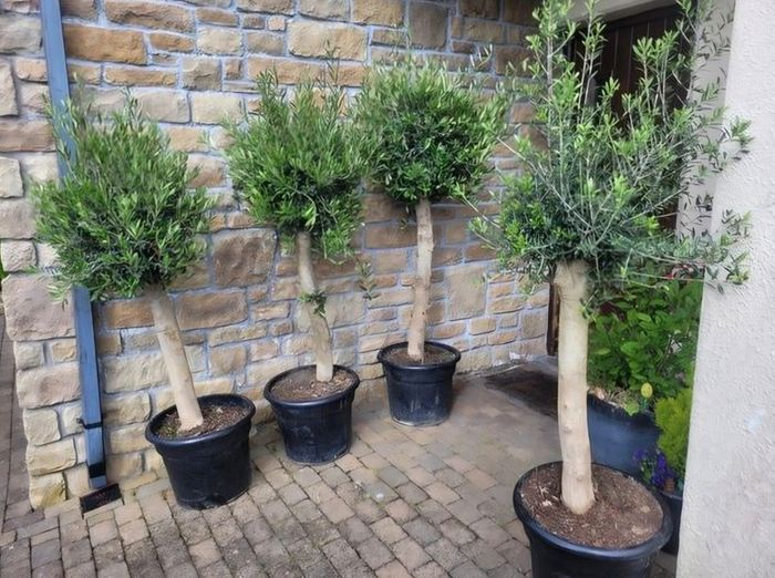 Olive tree, extra large 45cm pot