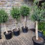 Olive tree, extra large 45cm pot Image 6