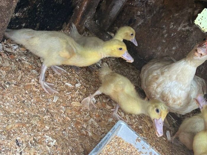 6 week old Muscovy ducklings