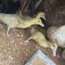 6 week old Muscovy ducklings Image 3