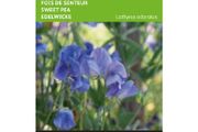 (S) Buzzy Sweet Pea seeds Royal Family Blue 5g (830726)