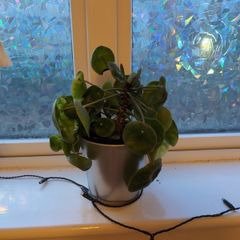 Chinese Money Plant (6 in one pot) icl. Pot
