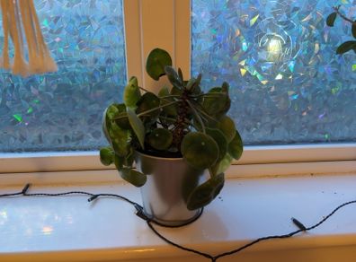 Chinese Money Plant (6 in one pot) icl. Pot