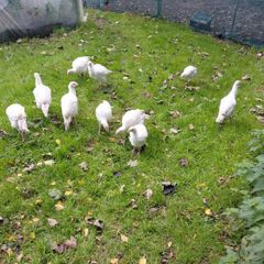 turkeys