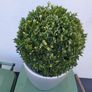 Buxus planter Image 4