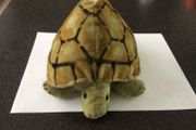 Turtle/Tortoise Soft toy - Vintage