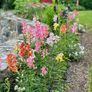 (S) Snapdragon Appleblossom Seeds 0.5g (446319) Image 3