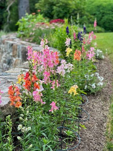 (S) Snapdragon Appleblossom Seeds 0.5g (446319)