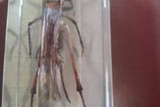 Beautiful Blue Winged Grasshopper Encased in a Clear Resin Block