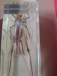 Beautiful Blue Winged Grasshopper Encased in a Clear Resin Block