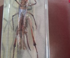 Beautiful Blue Winged Grasshopper Encased in a Clear Resin Block