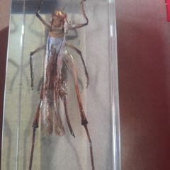 Beautiful Blue Winged Grasshopper Encased in a Clear Resin Block
