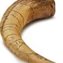 1/1  copy of a prehistoric megaraptor claw Image 7