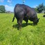 Bulls Image 3