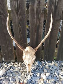 Red pricket antlers