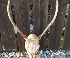 Red pricket antlers