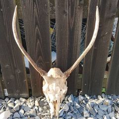 Red pricket antlers