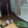 Kittens Image 6